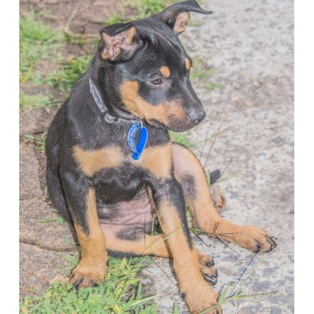 Petal (On Trial 23/1/15) Kelpie x Cattle puppy Medium Female Australian Cattle Dog x Kelpie