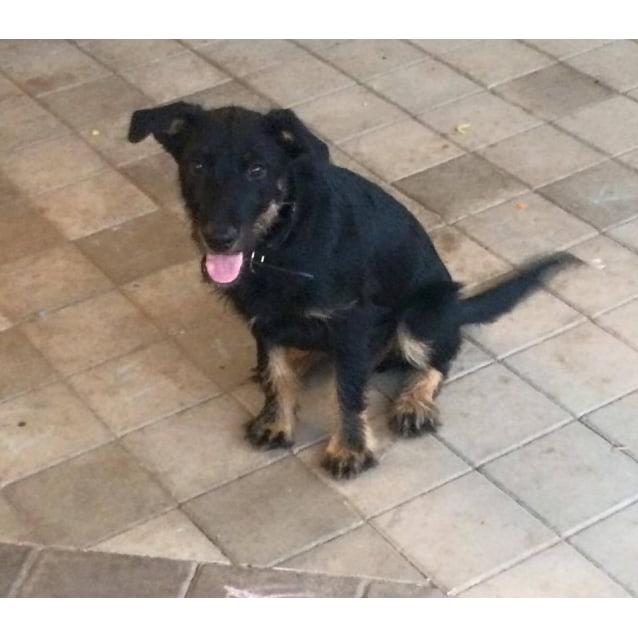 Bodhi Tb Large Male Huntaway X Irish Wolfhound Mix Dog In Wa Petrescue