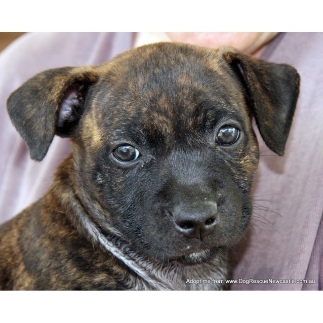 15 week old staffy