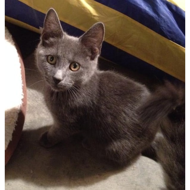 Oliver And Phoebe Russian Blue X Bonded Pair Male Russian