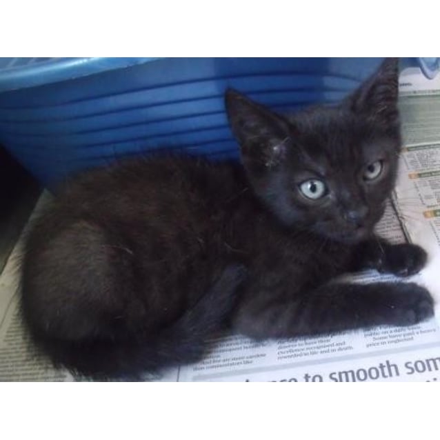 Jag Male Domestic Medium Hair X Siamese Mix Cat In Qld Petrescue