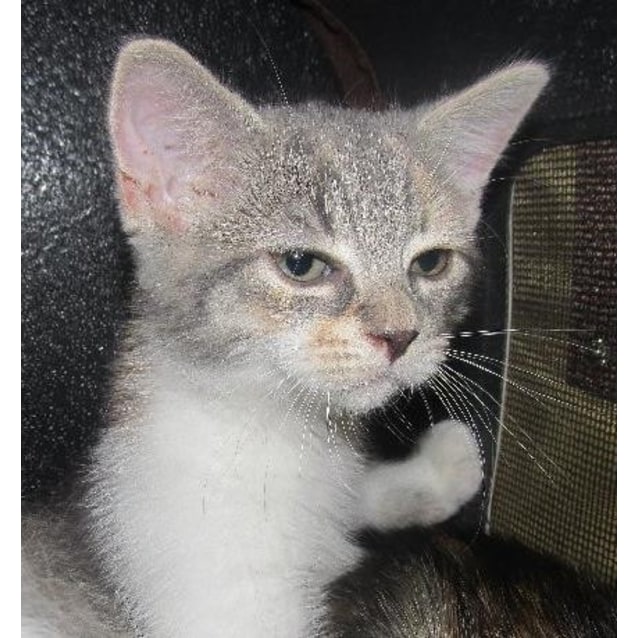 Jellie Female Domestic Short Hair Mix Cat in QLD PetRescue