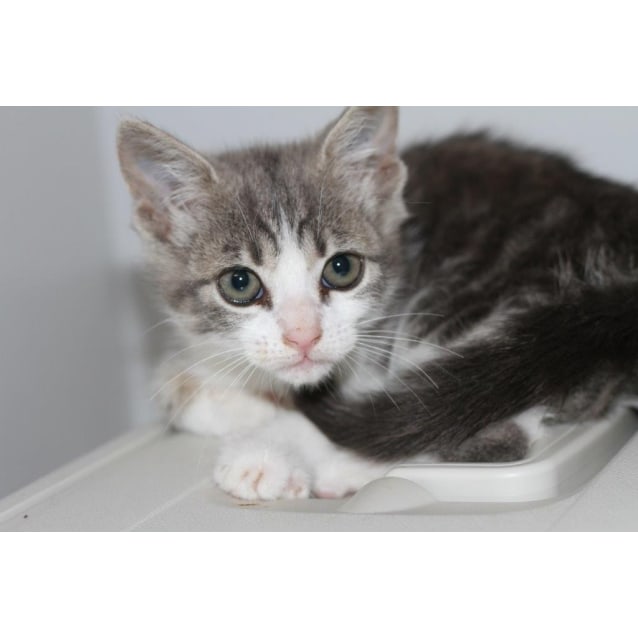 domestic medium hair grey tabby kitten