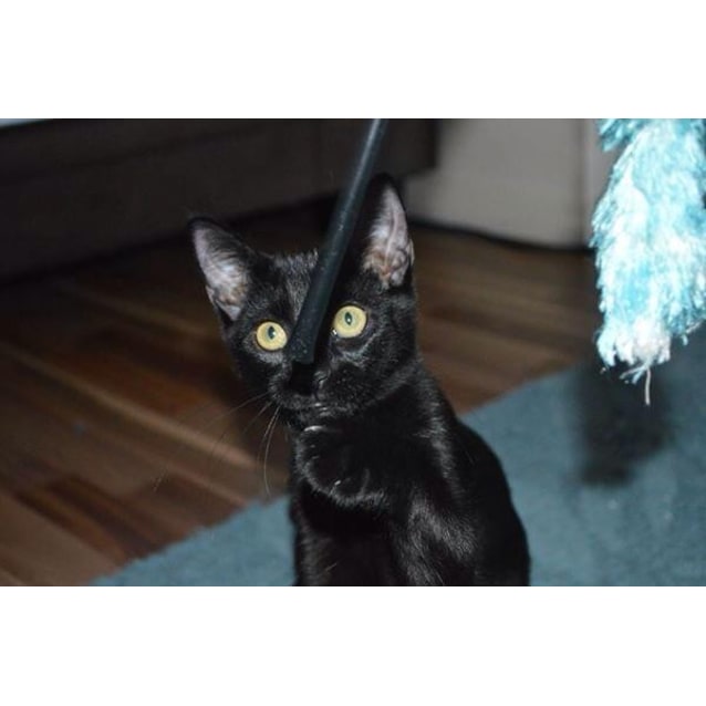 Rosie Kitten Kapers Rescue Female Domestic Short Hair Cat In Qld