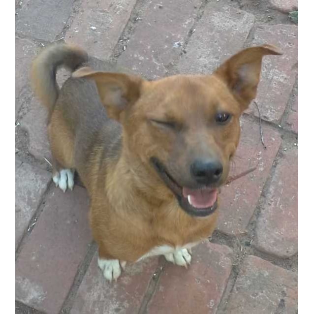 red heeler x jack russell