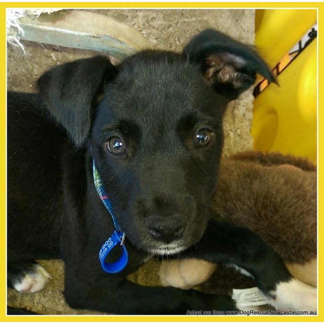 Hunter (OnTrial 2/2/15) ~ kelpie x staghound puppy - Medium Male Kelpie ...