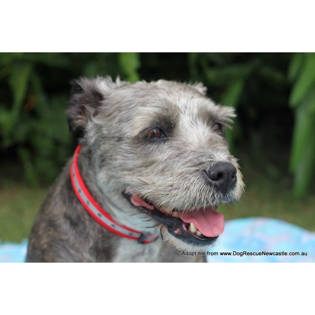 schnauzer cross staffy