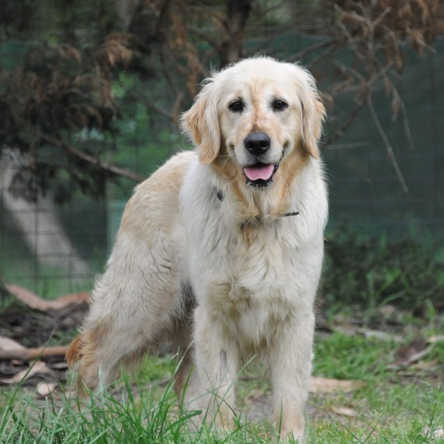 Maggie Large Female Golden Retriever Dog In Vic Petrescue
