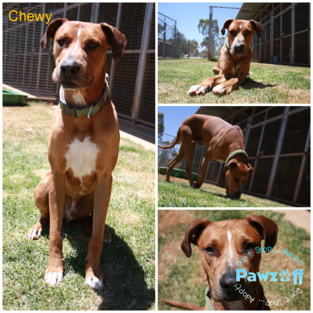 bullmastiff x catahoula