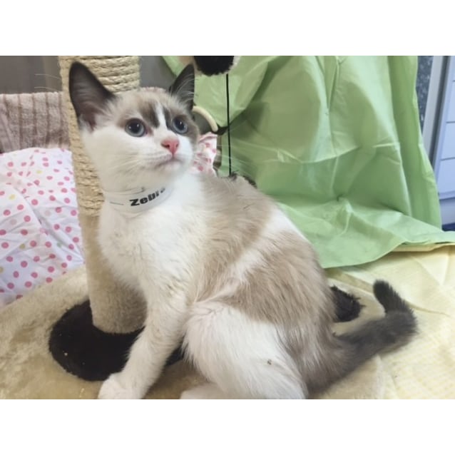 prada cat
