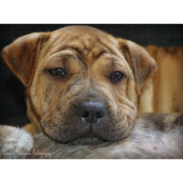 shar pei jack russell