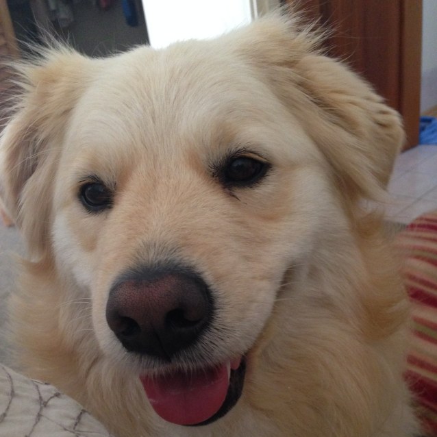 Molly Medium Female Golden Retriever x Samoyed Mix Dog in WA PetRescue