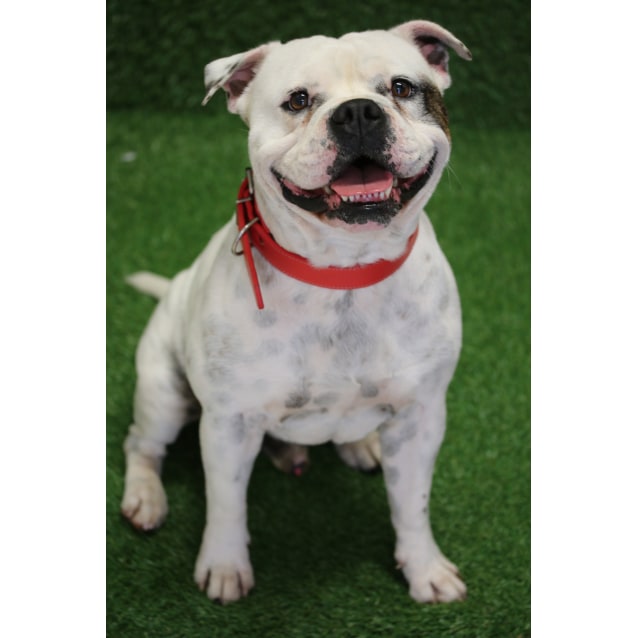 australian bulldog x staffy