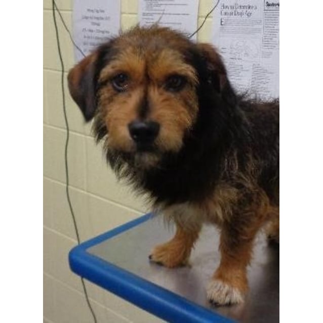 australian terrier dachshund mix