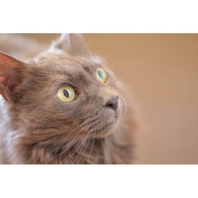 Miss Puss Female Domestic Long Hair X Russian Blue Mix Cat In