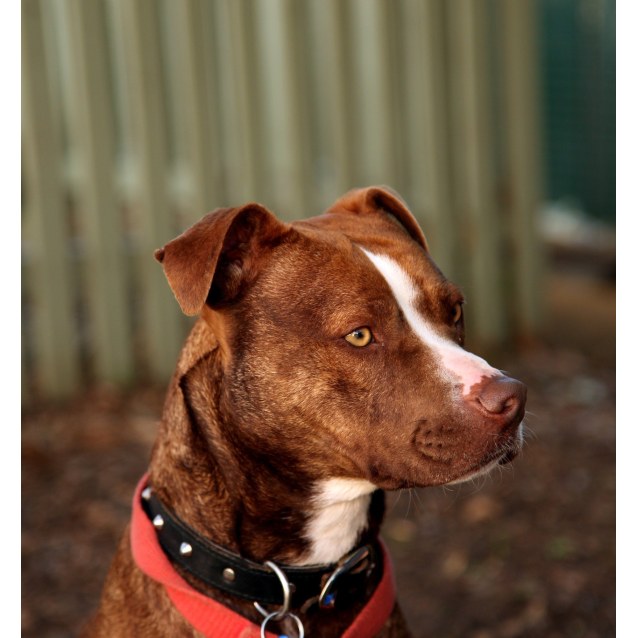 Biscuit Medium Female American Staffordshire Terrier x Boxer Mix Dog in NSW PetRescue