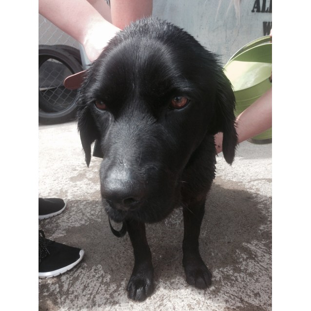 Charlie Medium Male Cavalier King Charles Spaniel x Labrador Mix Dog