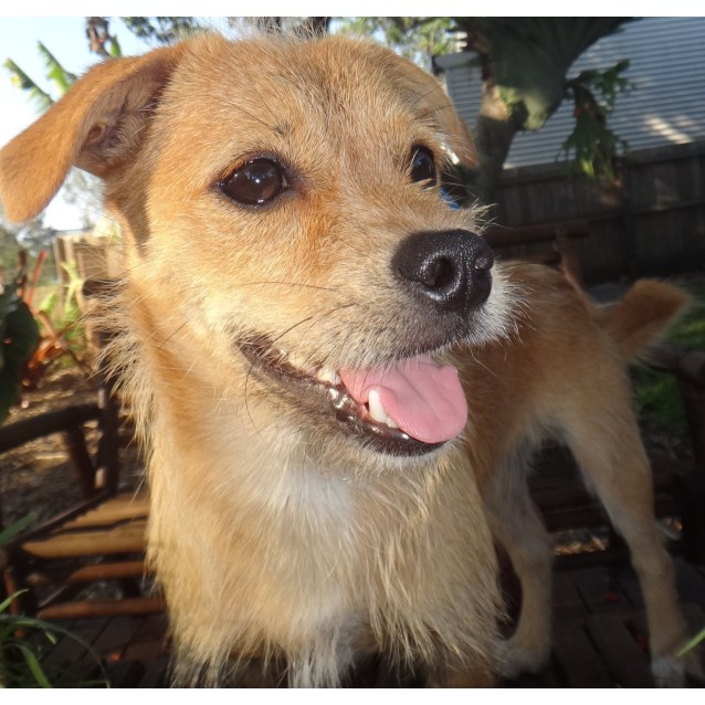 Louie - Small Male Jack Russell Terrier x Maltese x Shih ...