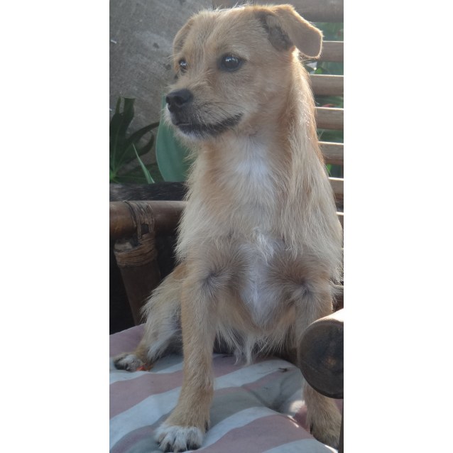 Louie - Small Male Jack Russell Terrier x Maltese x Shih ...