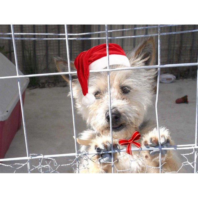 Angus - Small Male Australian terrier Mix Dog in NSW ...