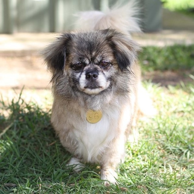 tibetan spaniel pug
