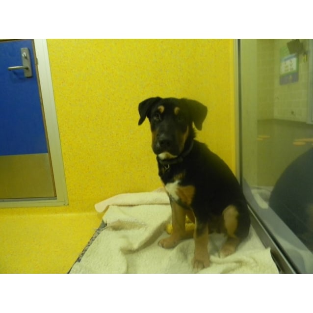 Jake - Large Male Bernese Mountain Dog x Shar Pei Mix Dog ...