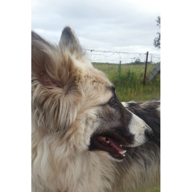 Bella Medium Female Australian Shepherd X Border Collie X Collie