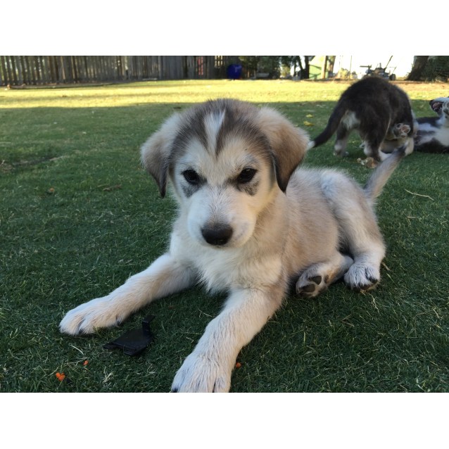 maremma husky mix