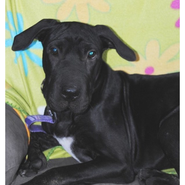 shar pei pointer mix