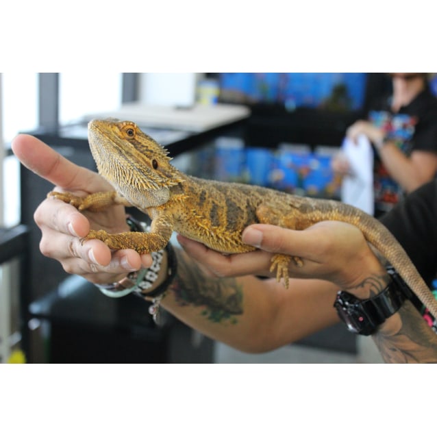 bearded dragon pet game