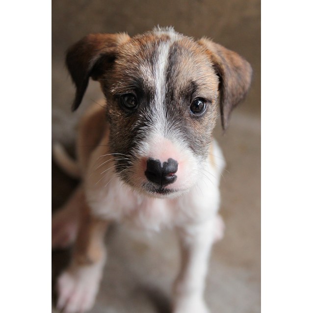 Wolfhound X Catahoula 2025