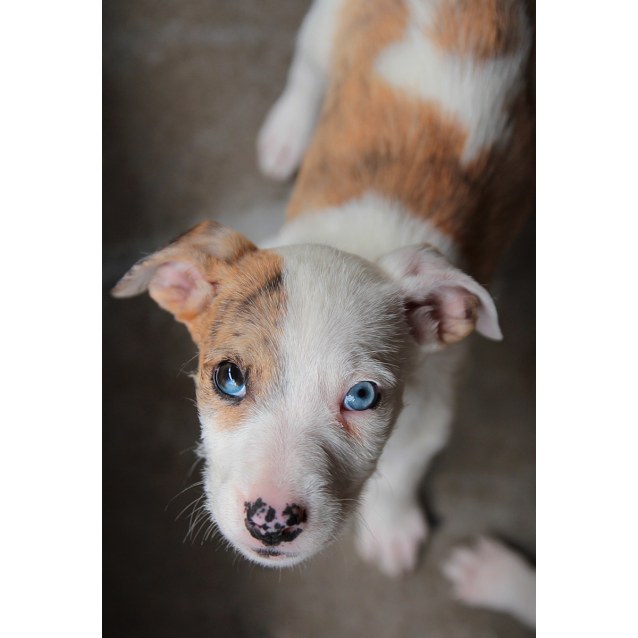 catahoula x wolfhound