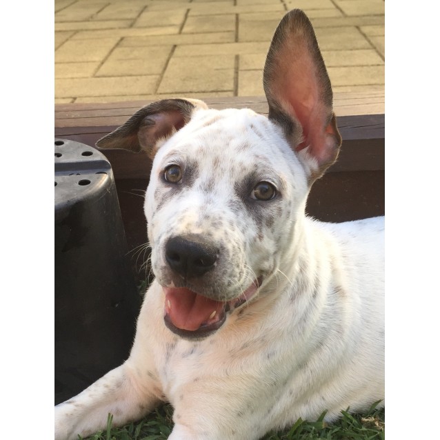 american bulldog cattle dog mix