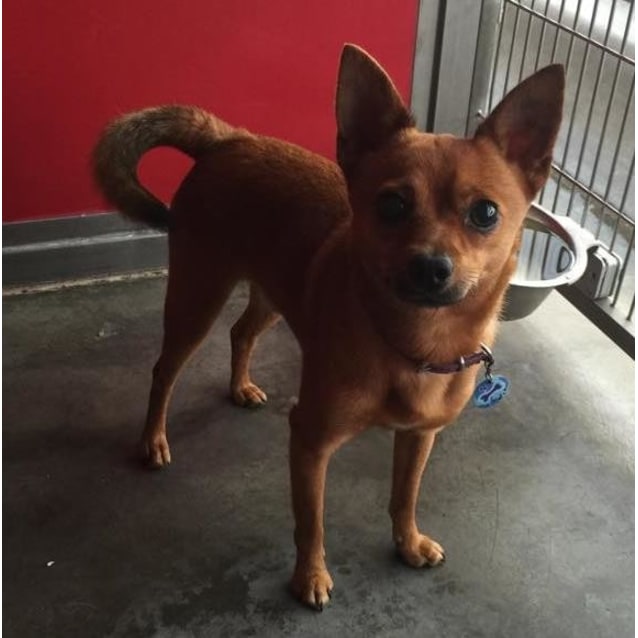 miniature pinscher x chihuahua