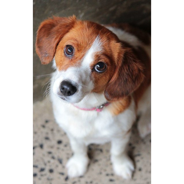 cavalier king charles x jack russell