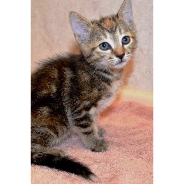 Reba C2663 Adopted Female Domestic Short Hair Cat In