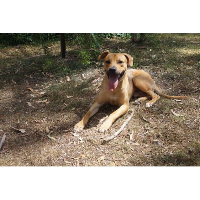 Sharpie Medium Male Mastiff Mix Dog In Qld Petrescue