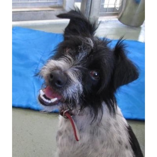 Stanley Small Male Miniature Fox Terrier x Poodle Miniature Mix Dog
