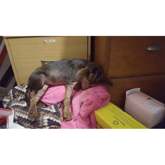 Squirrel - Medium Female Kelpie Mix Dog in QLD - PetRescue