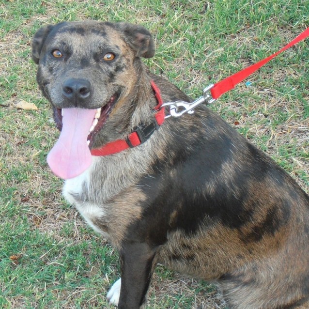 Daisy - Medium Female Australian Shepherd x Staffy Mix Dog in WA ...