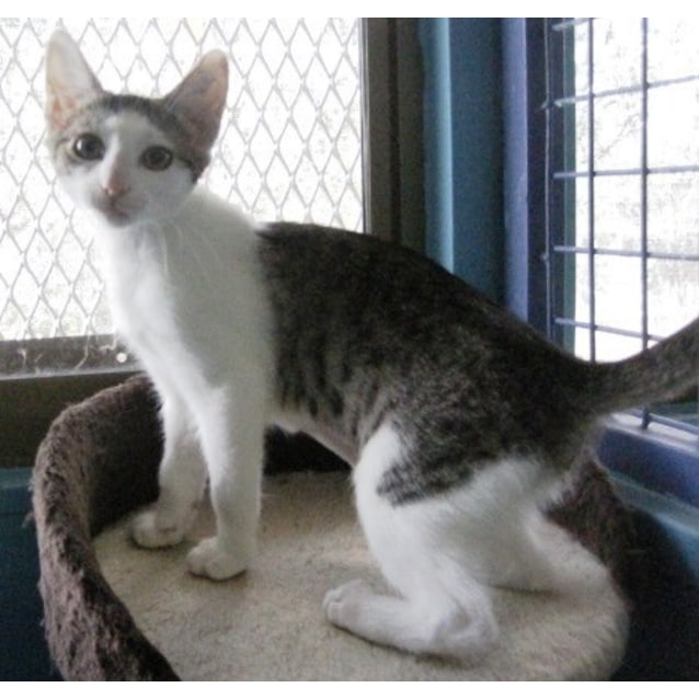 Stitch Female Domestic Short Hair Cat In Act Petrescue