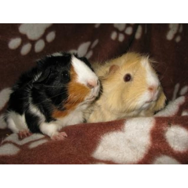 Female Short-hair Mix Guinea Pig in VIC 