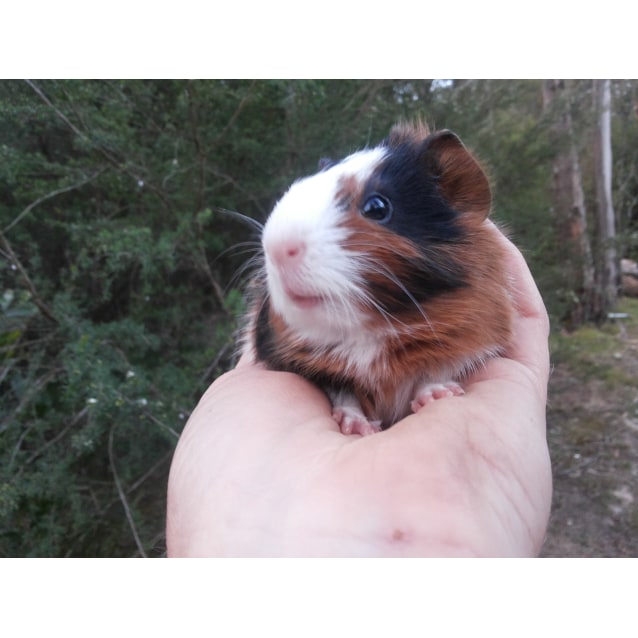 female guinea pig for sale