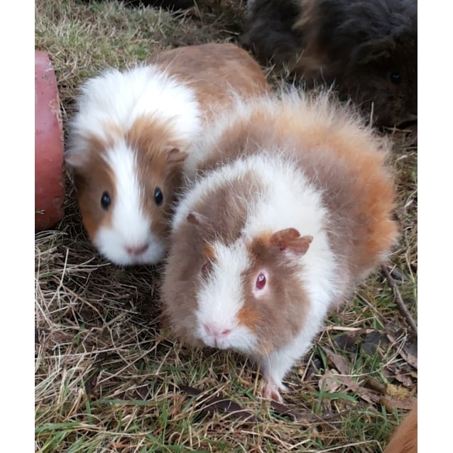 teddy guinea pig for sale