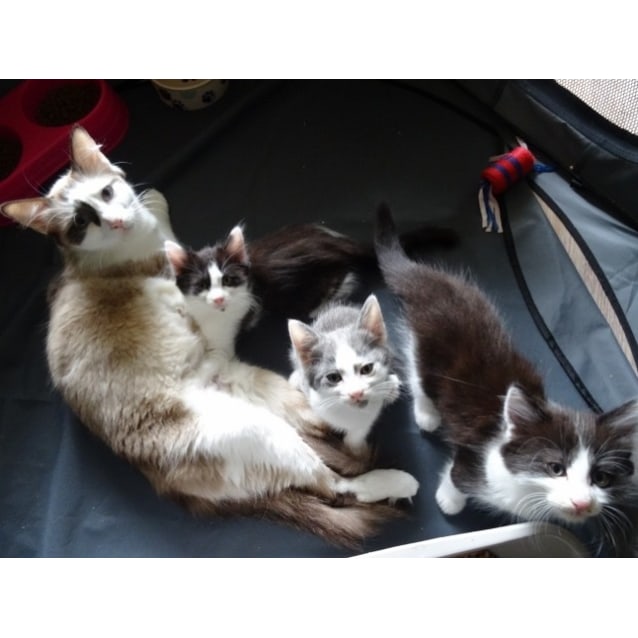 Ragdoll Cross Kittens 2 Females Female Ragdoll Mix Cat In Nsw Petrescue