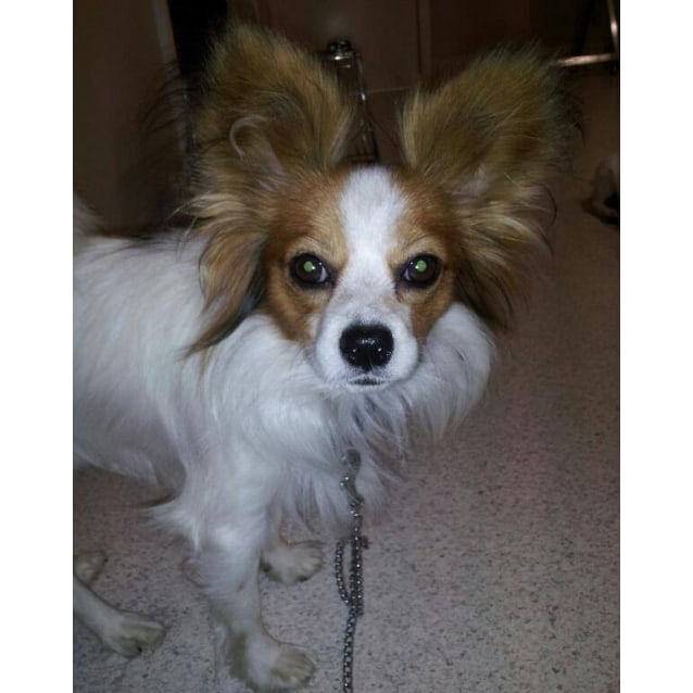 papillion animal shelter