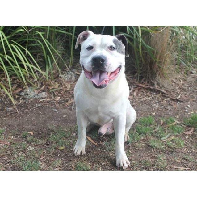 australian bulldog x staffy