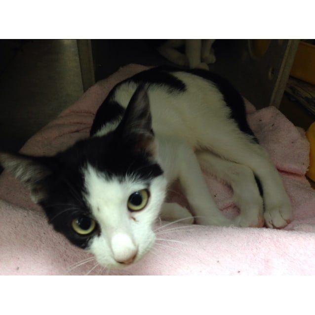 Fennel Parsley Female Domestic Short Hair Cat In Vic Petrescue