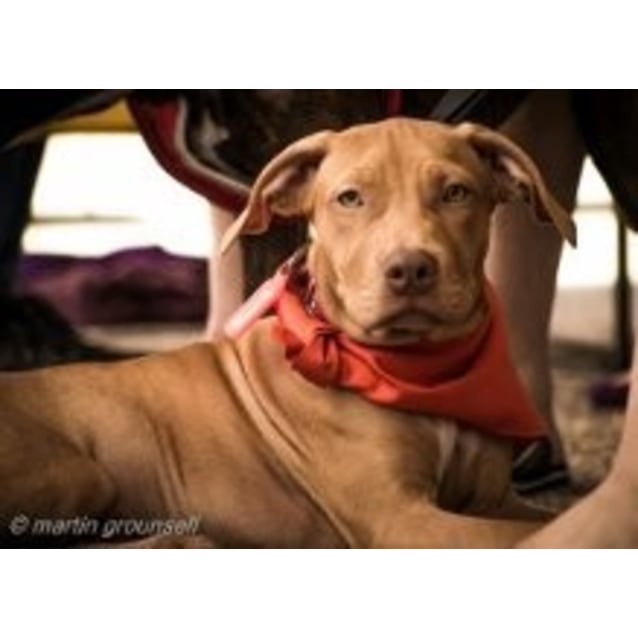 Dakota - Medium Female Hungarian Vizsla Dog in QLD - PetRescue