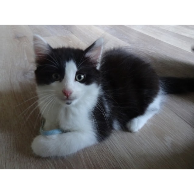 Coco Ragdoll Cross Male Ragdoll Mix Cat In Nsw Petrescue